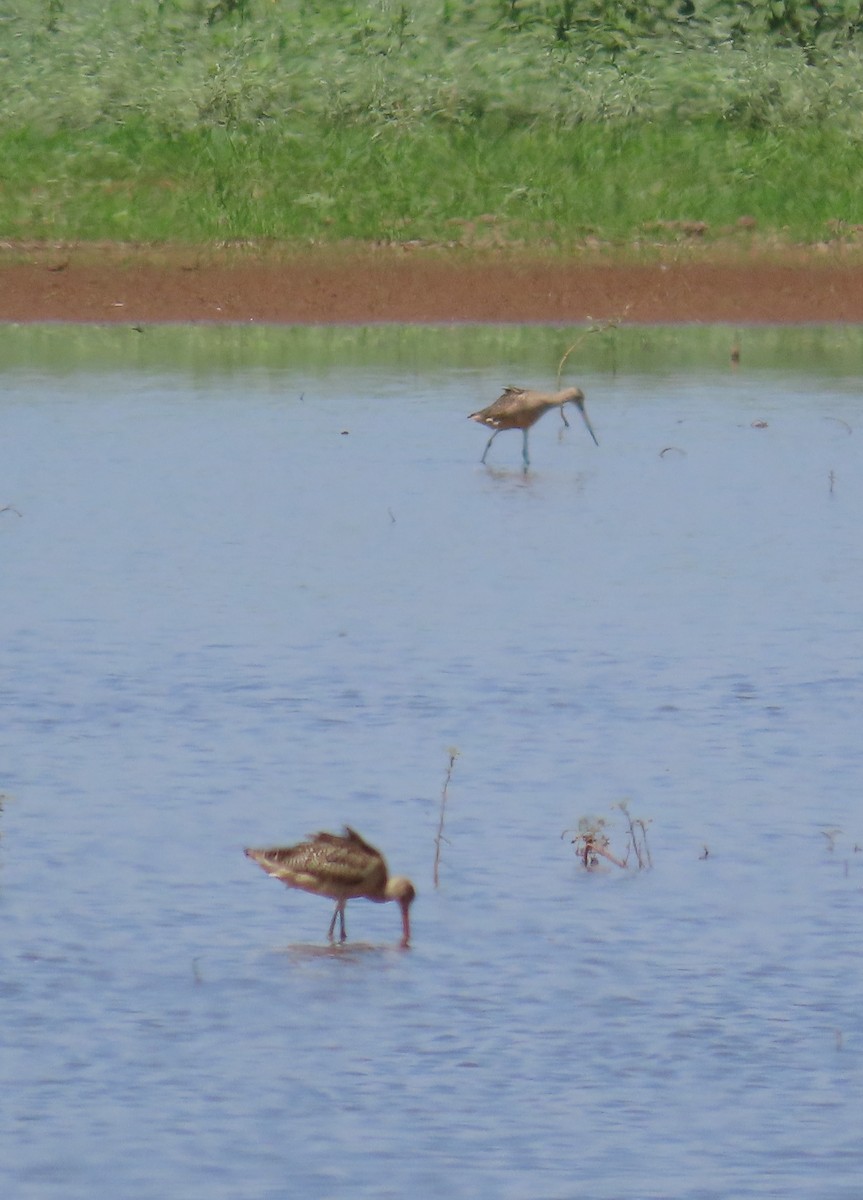 Marbled Godwit - ML622747891