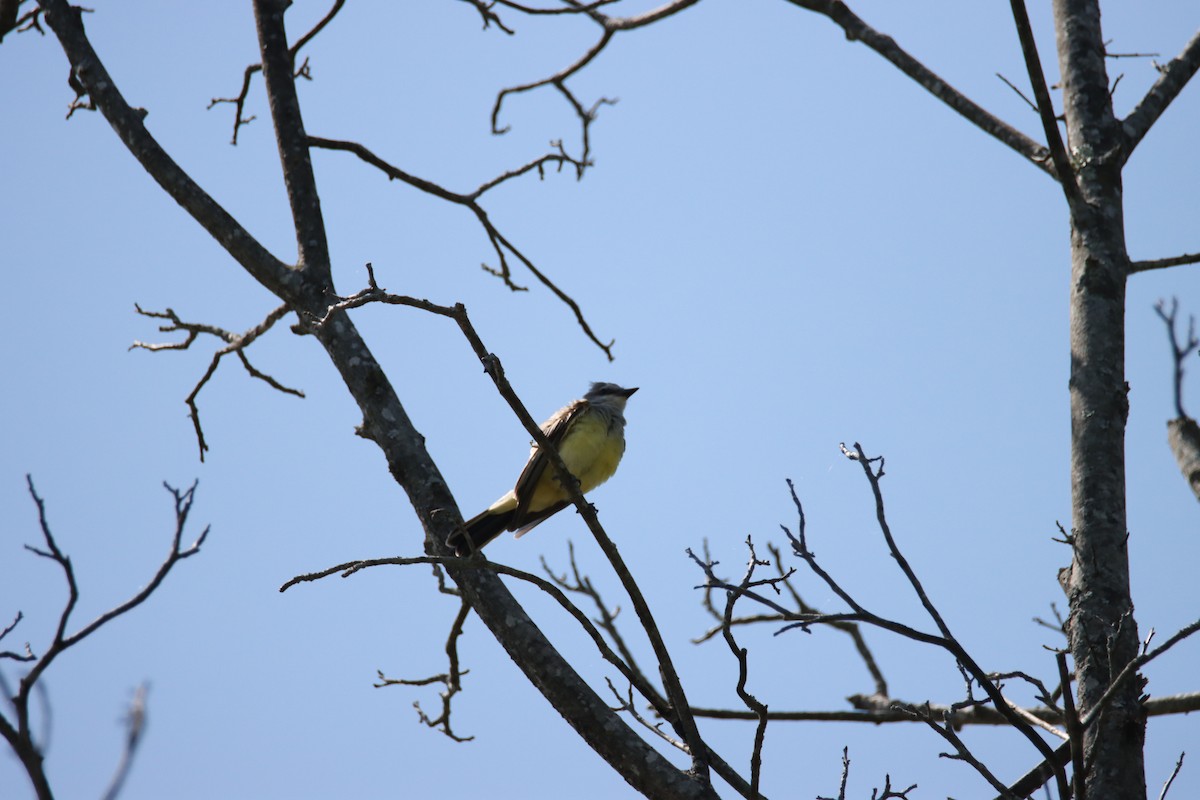 Western Kingbird - ML622747952