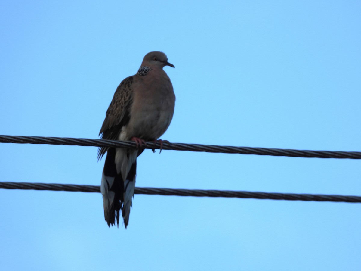 Spotted Dove - Monica Mesch