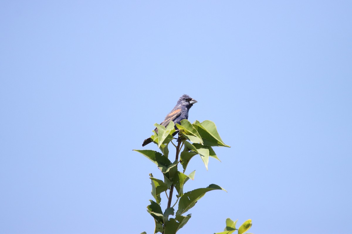 Guiraca bleu - ML622747970