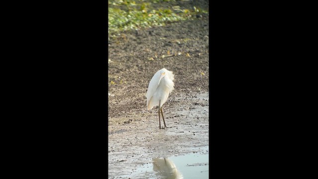 Snowy Egret - ML622747971