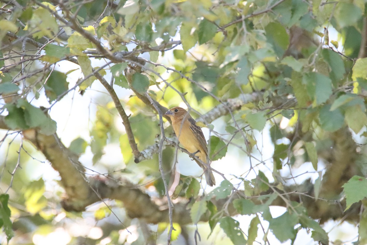 Blue Grosbeak - ML622747972