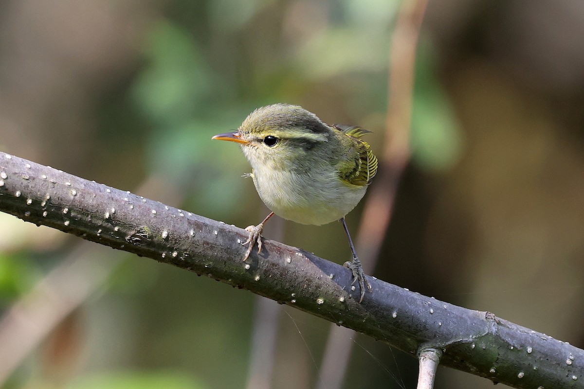 Blyth's Leaf Warbler - ML622747974