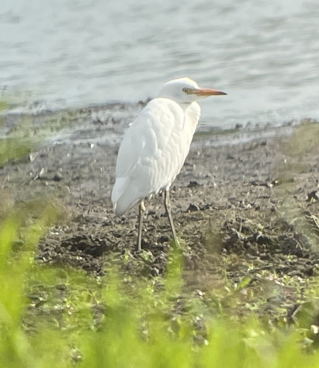 Western Cattle Egret - ML622747979