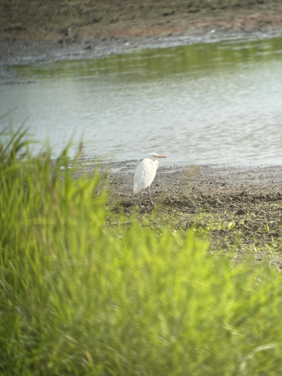 Western Cattle Egret - ML622747980