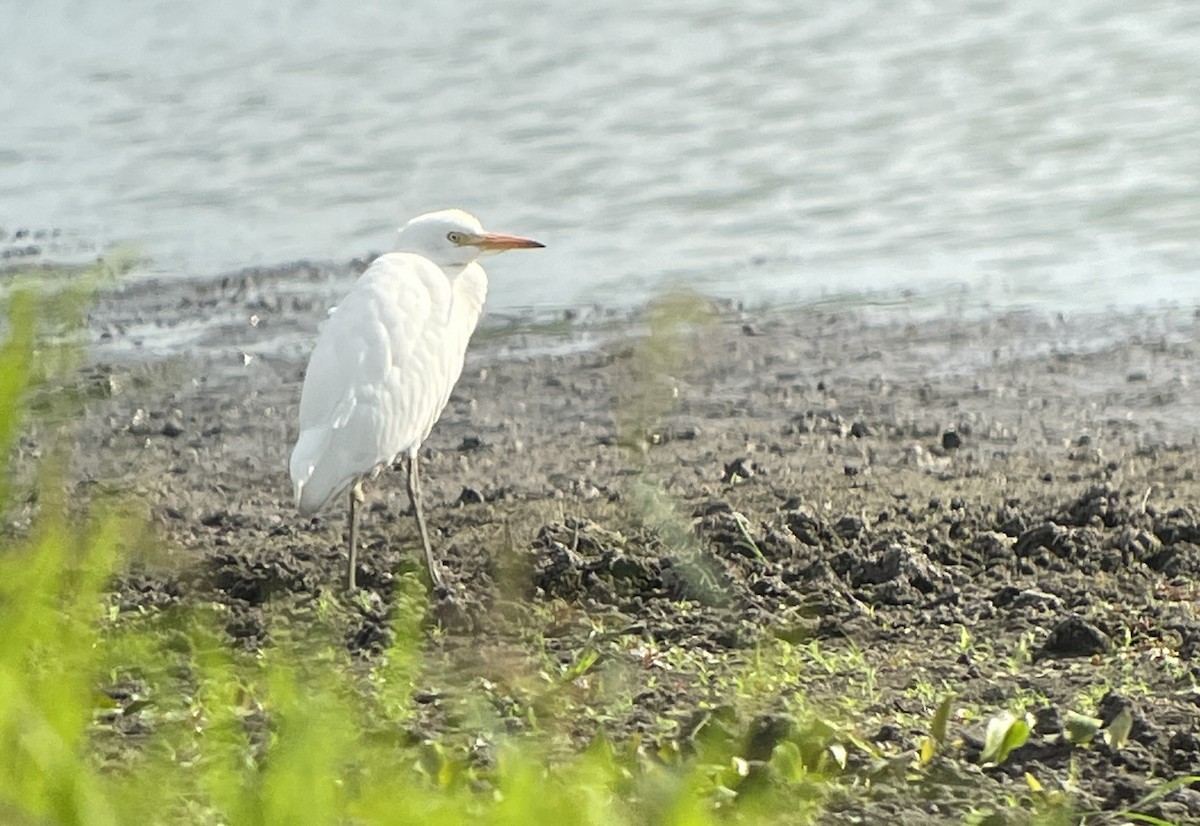 Western Cattle Egret - Amy Kearns