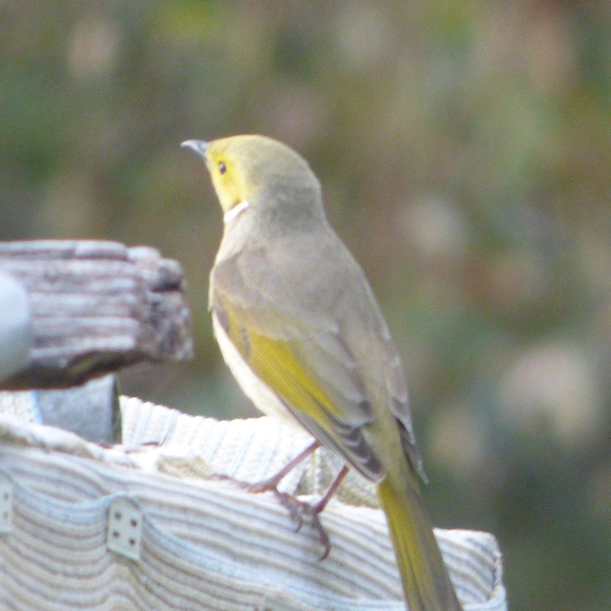 White-plumed Honeyeater - ML622747985