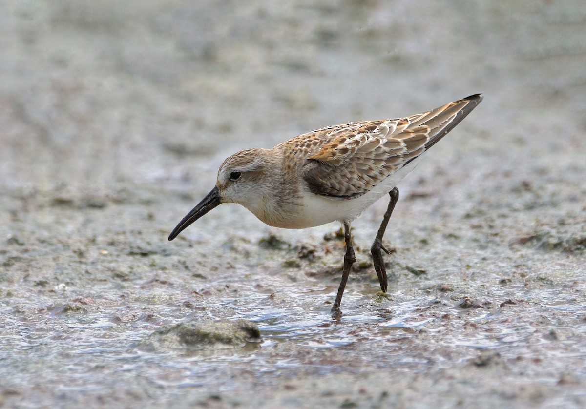 Western Sandpiper - ML622748003