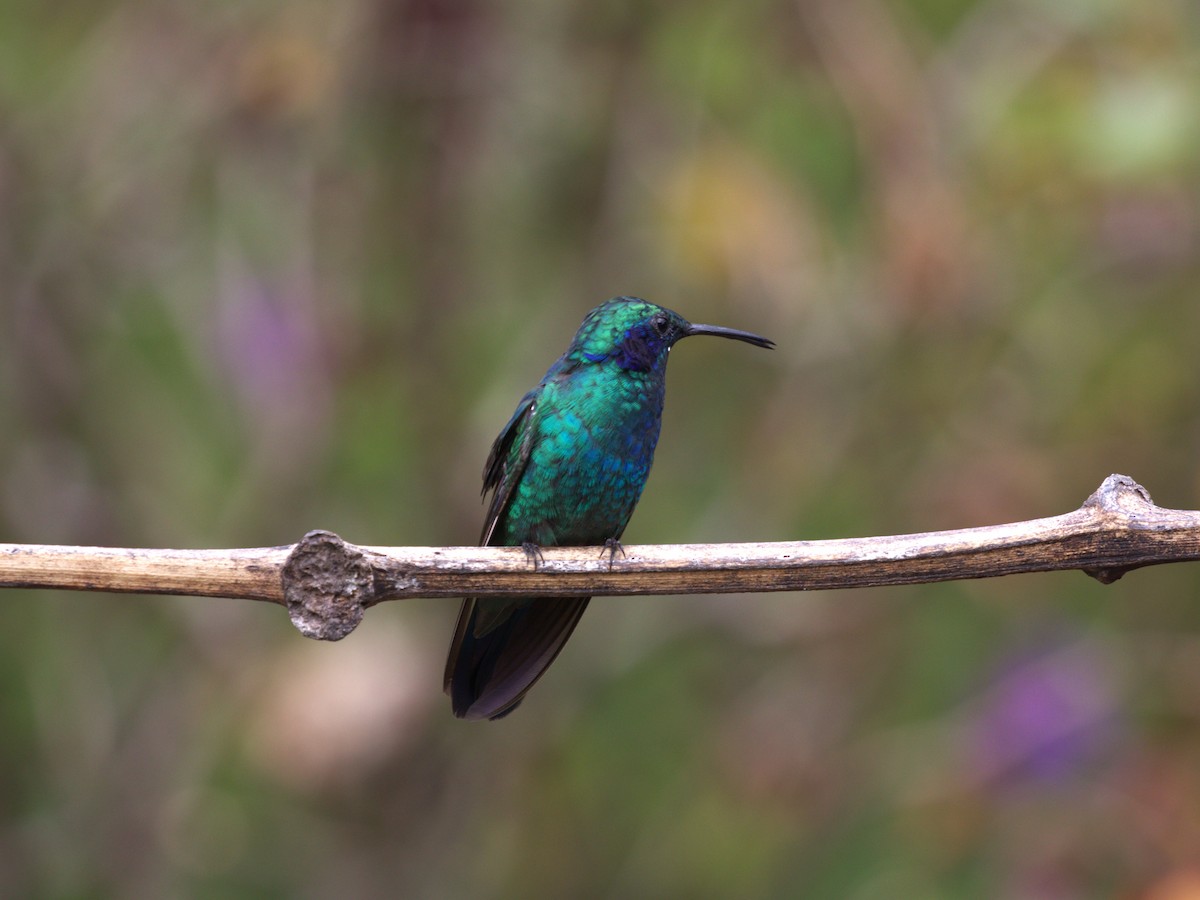 Lesser Violetear - ML622748017