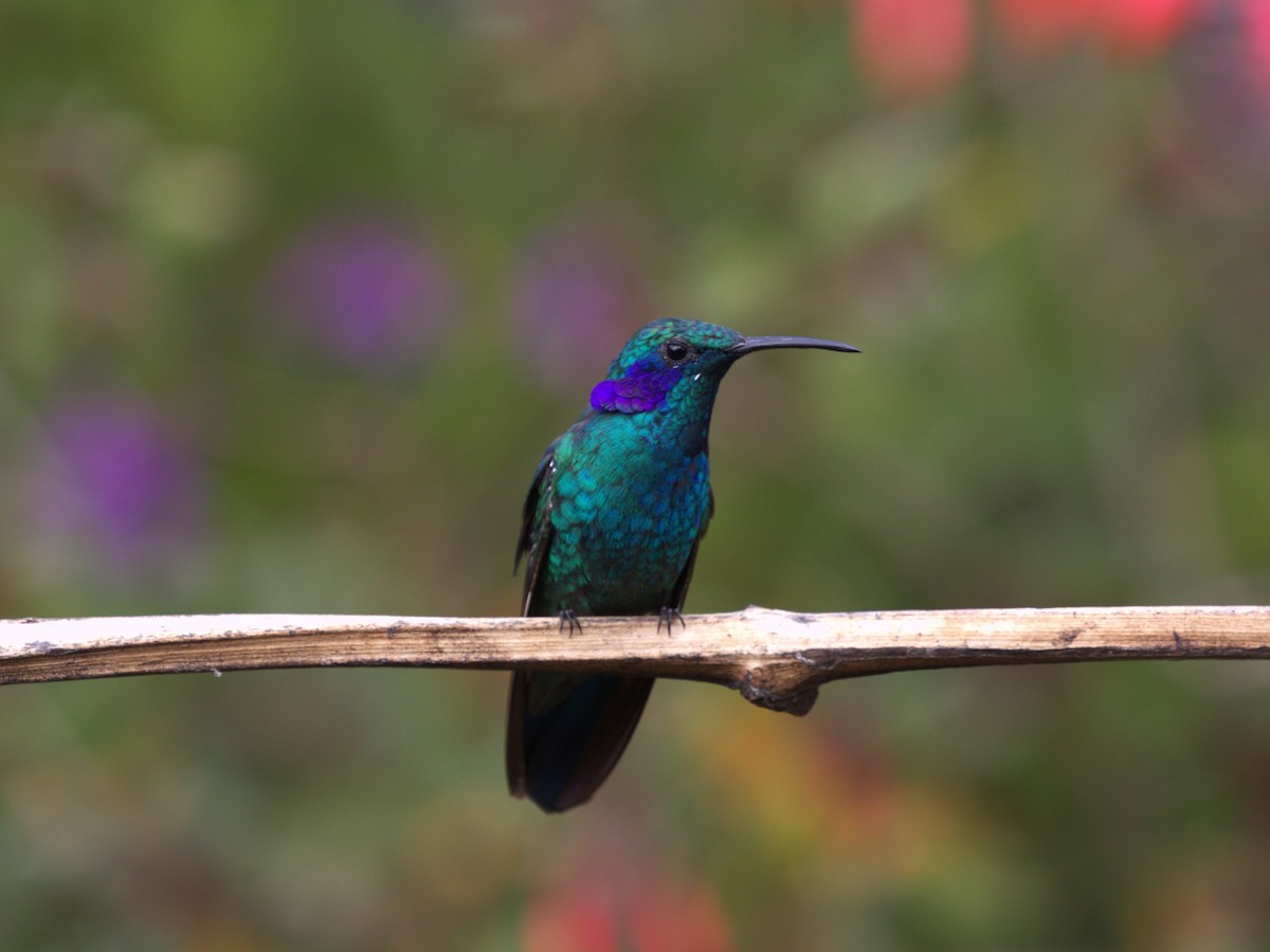 Lesser Violetear - ML622748018