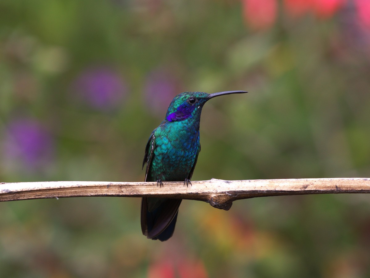 Lesser Violetear - ML622748019