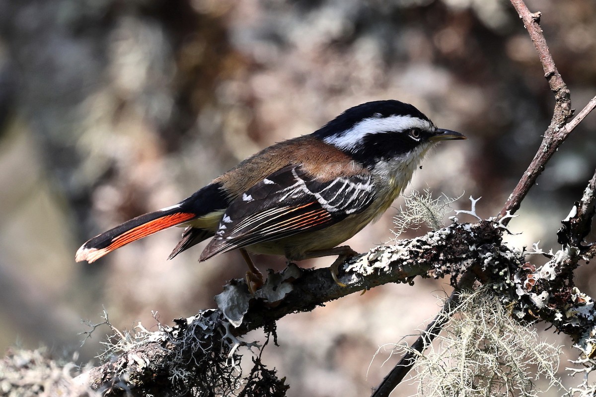 Red-tailed Minla - ML622748050