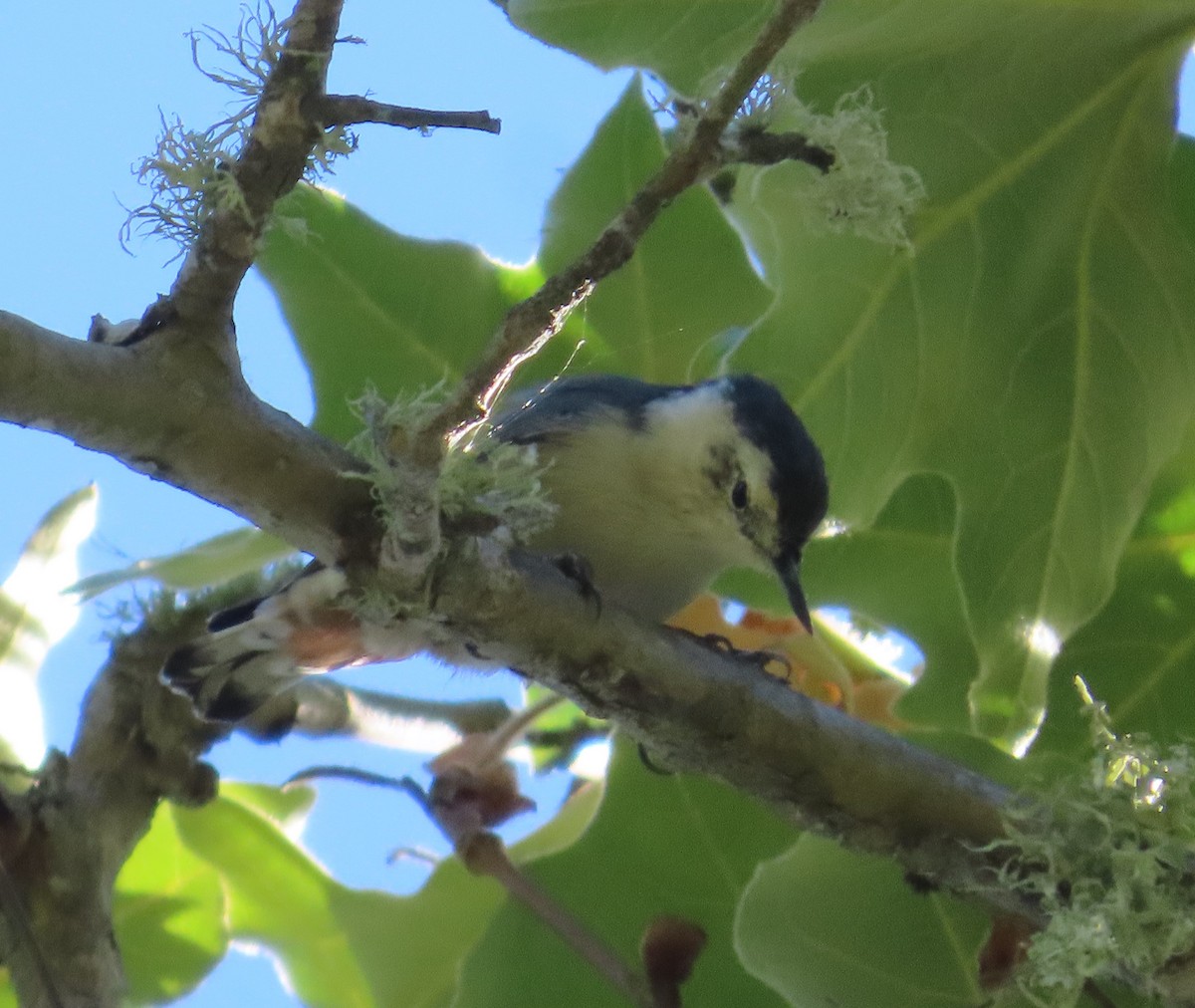 White-breasted Nuthatch - ML622748158