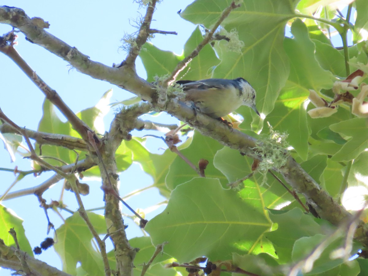 White-breasted Nuthatch - ML622748160