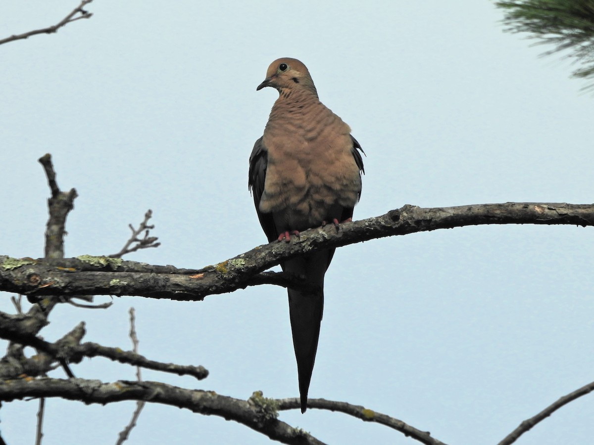 Mourning Dove - Don Hoppe