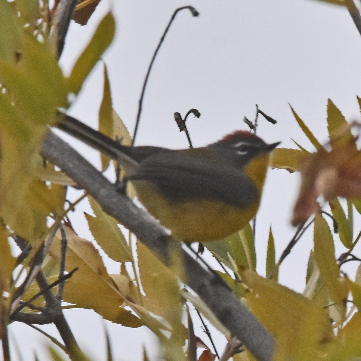 Brown-capped Redstart - ML622748198