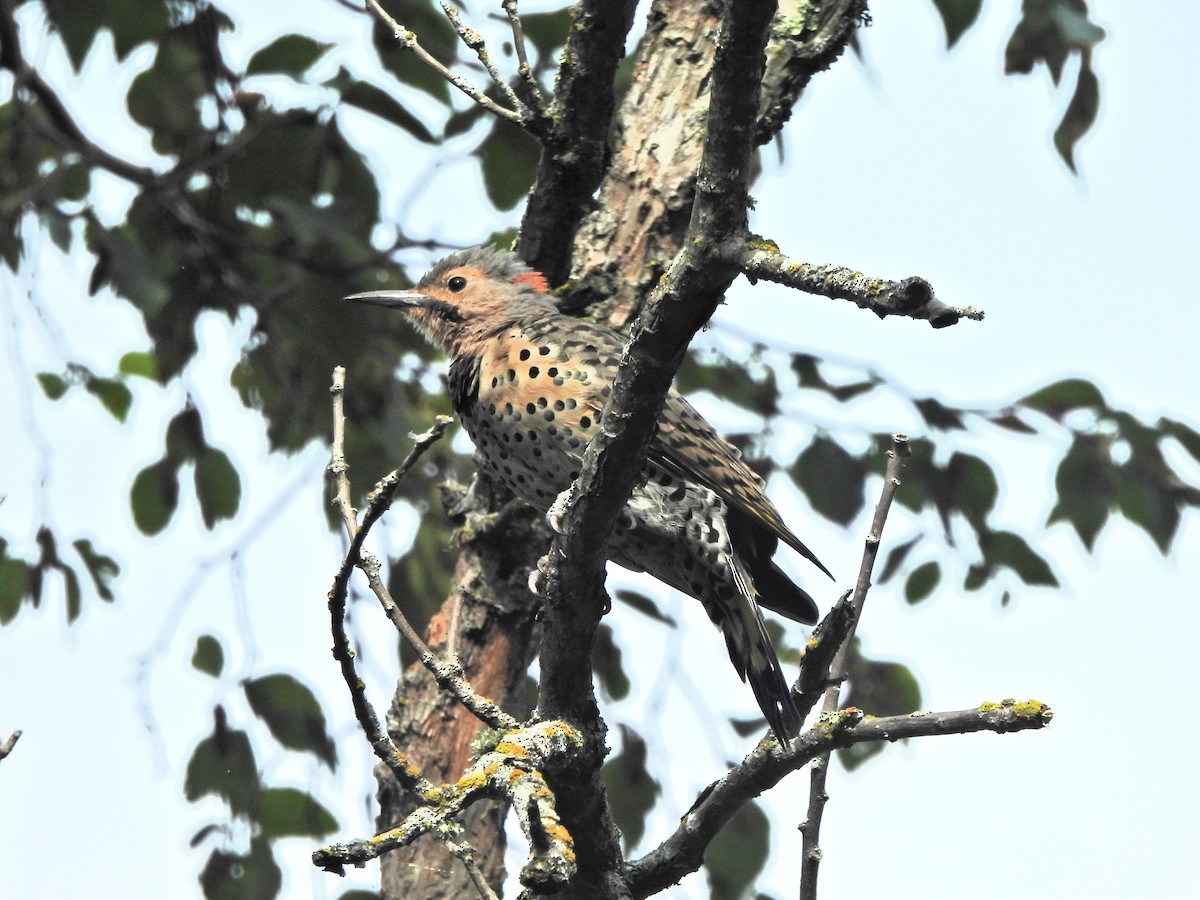 Northern Flicker (Yellow-shafted) - ML622748200