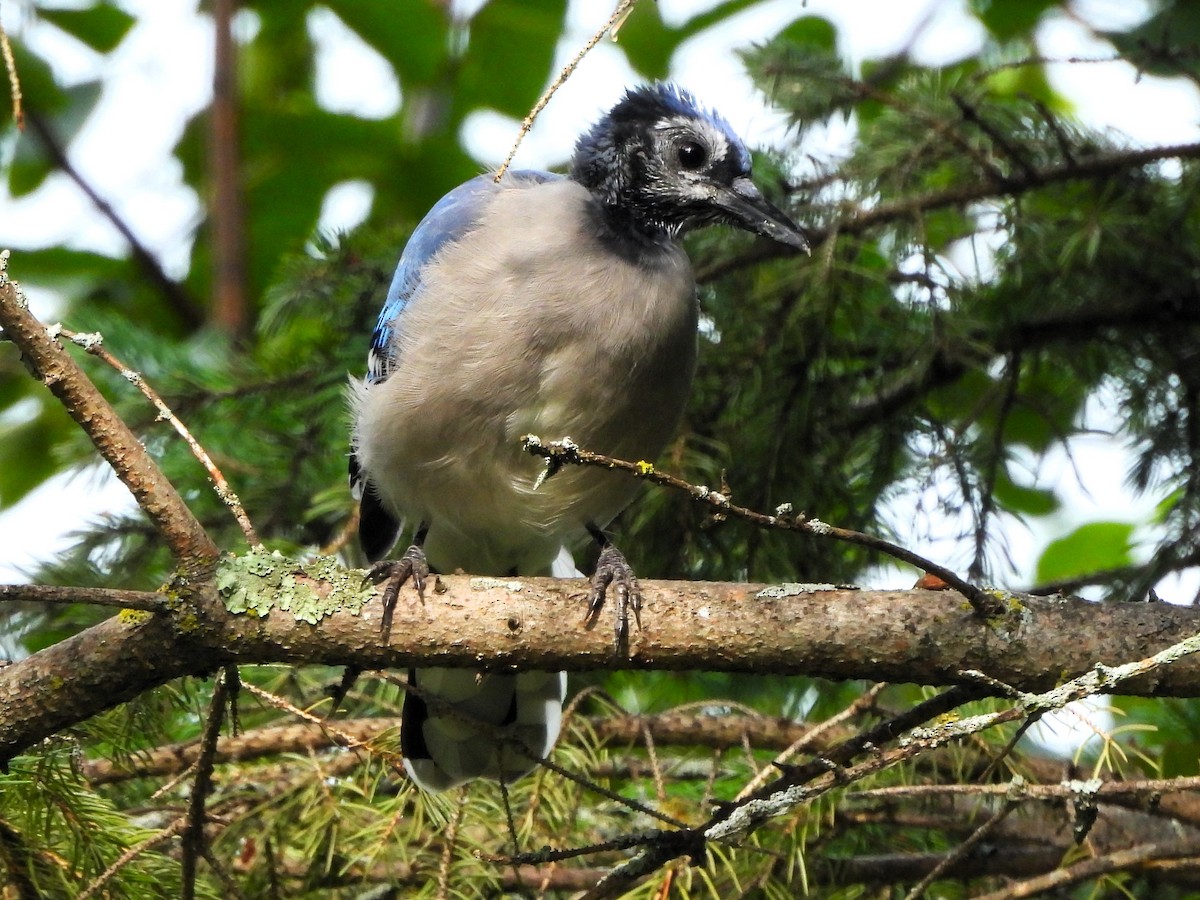 Blue Jay - ML622748204