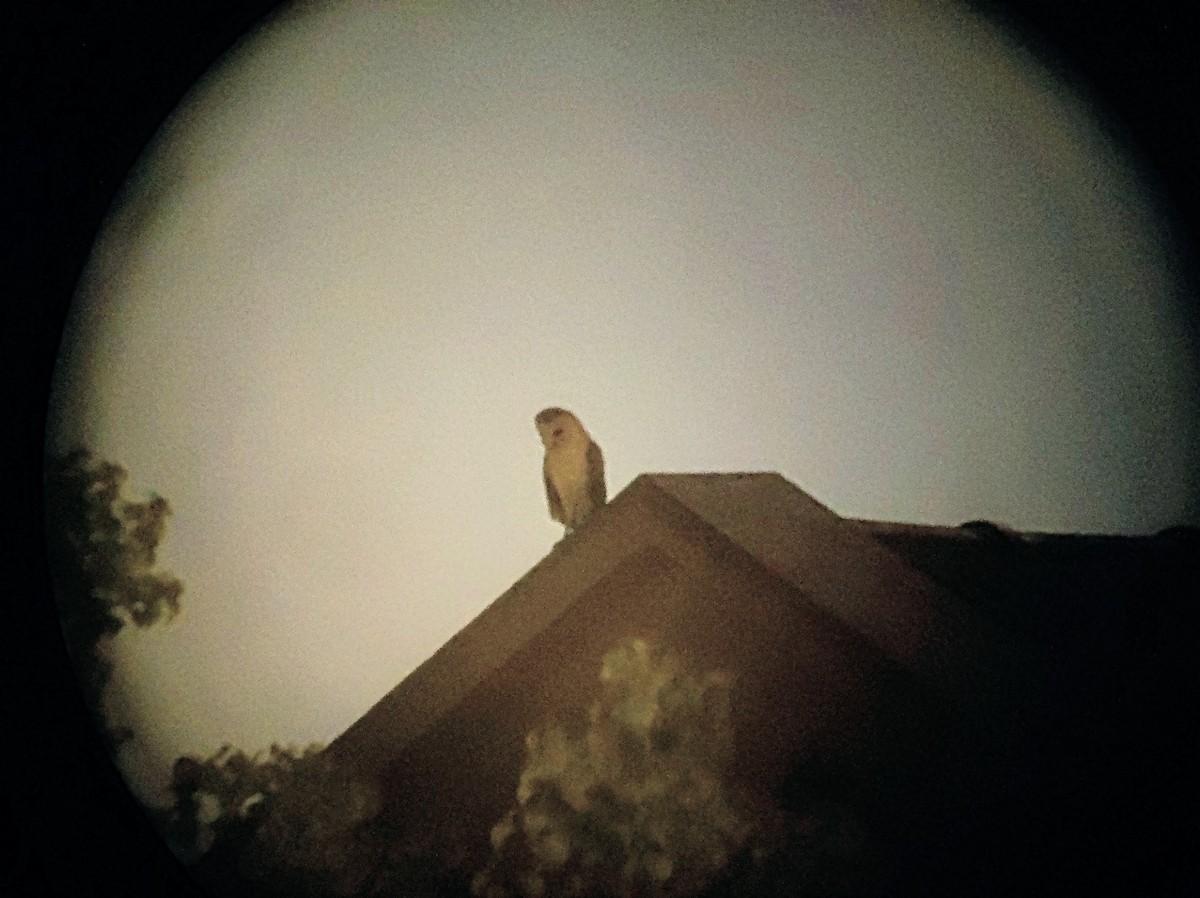 Barn Owl - Yonatan Gordon