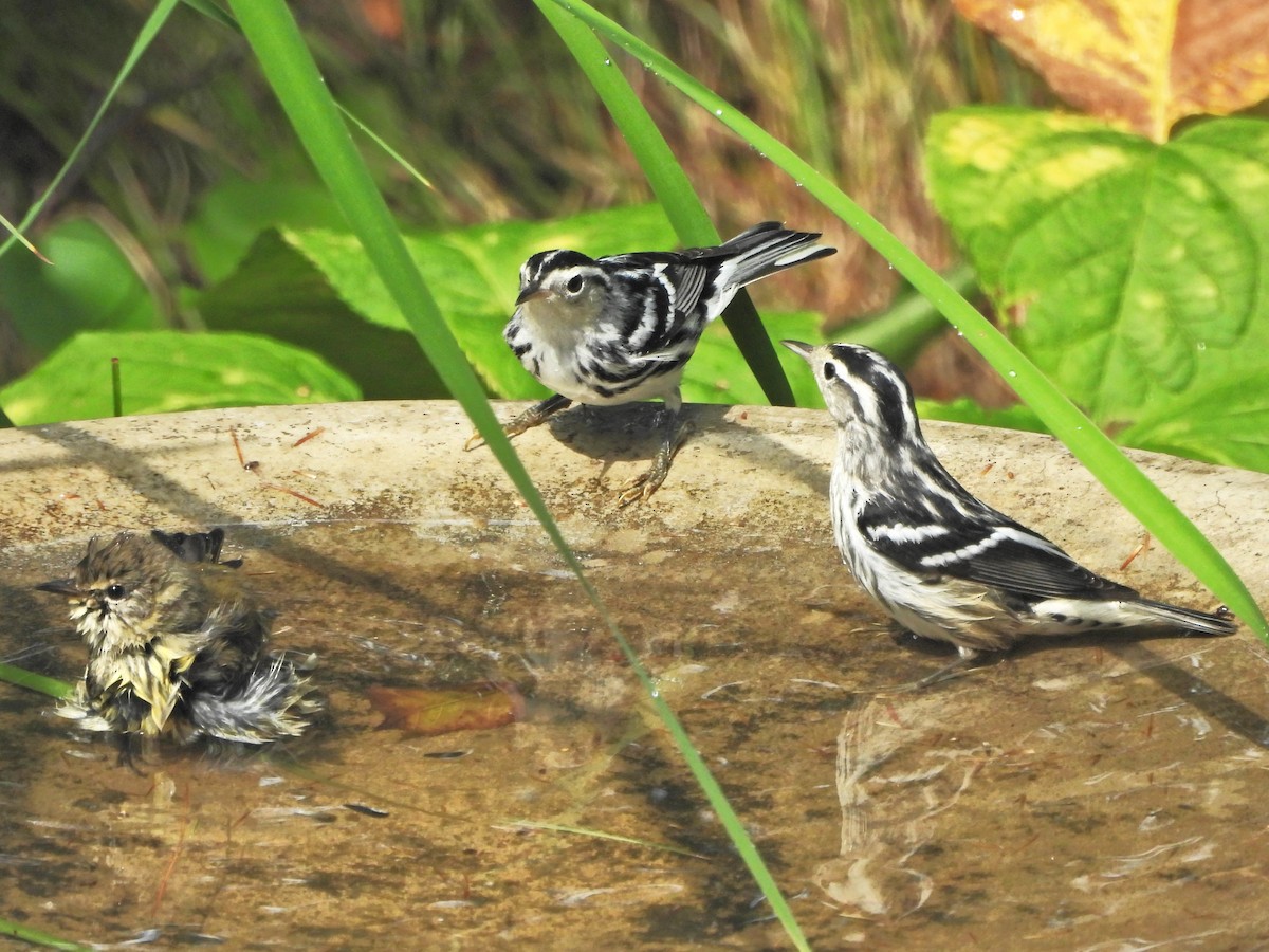 Black-and-white Warbler - ML622748212