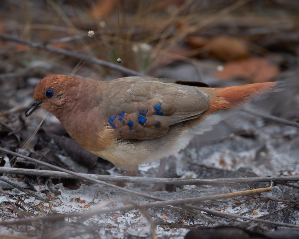 Blue-eyed Ground Dove - ML622748217