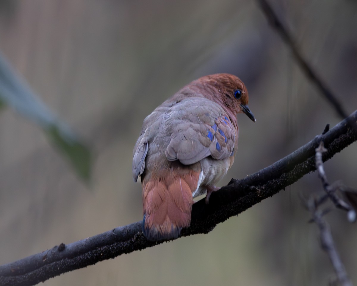 Blue-eyed Ground Dove - ML622748218