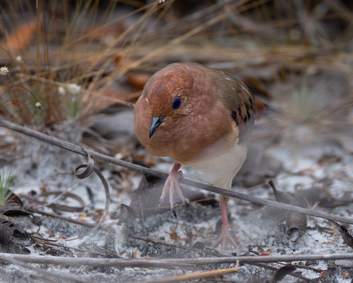 Blue-eyed Ground Dove - ML622748219