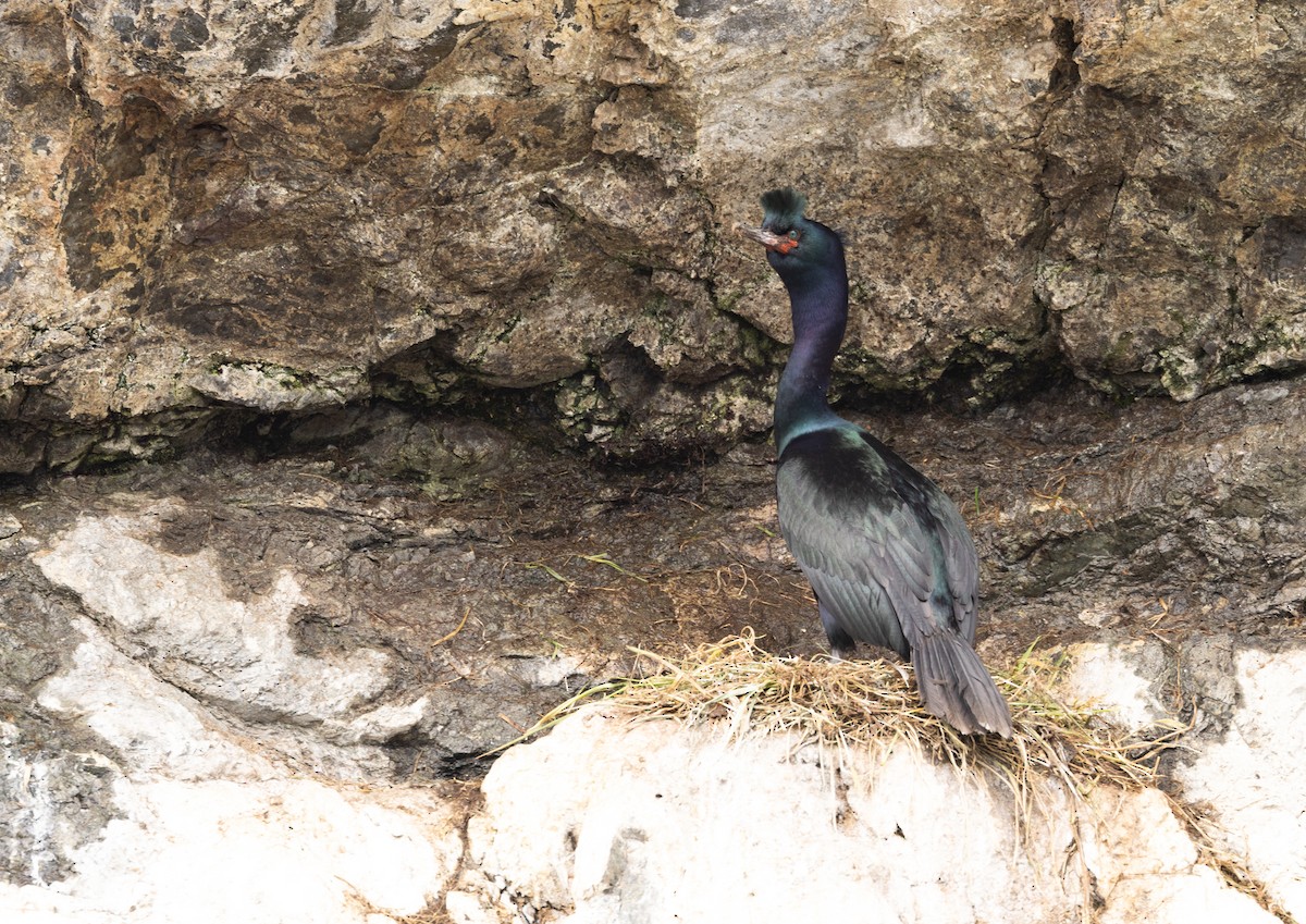 Pelagic Cormorant - ML622748235