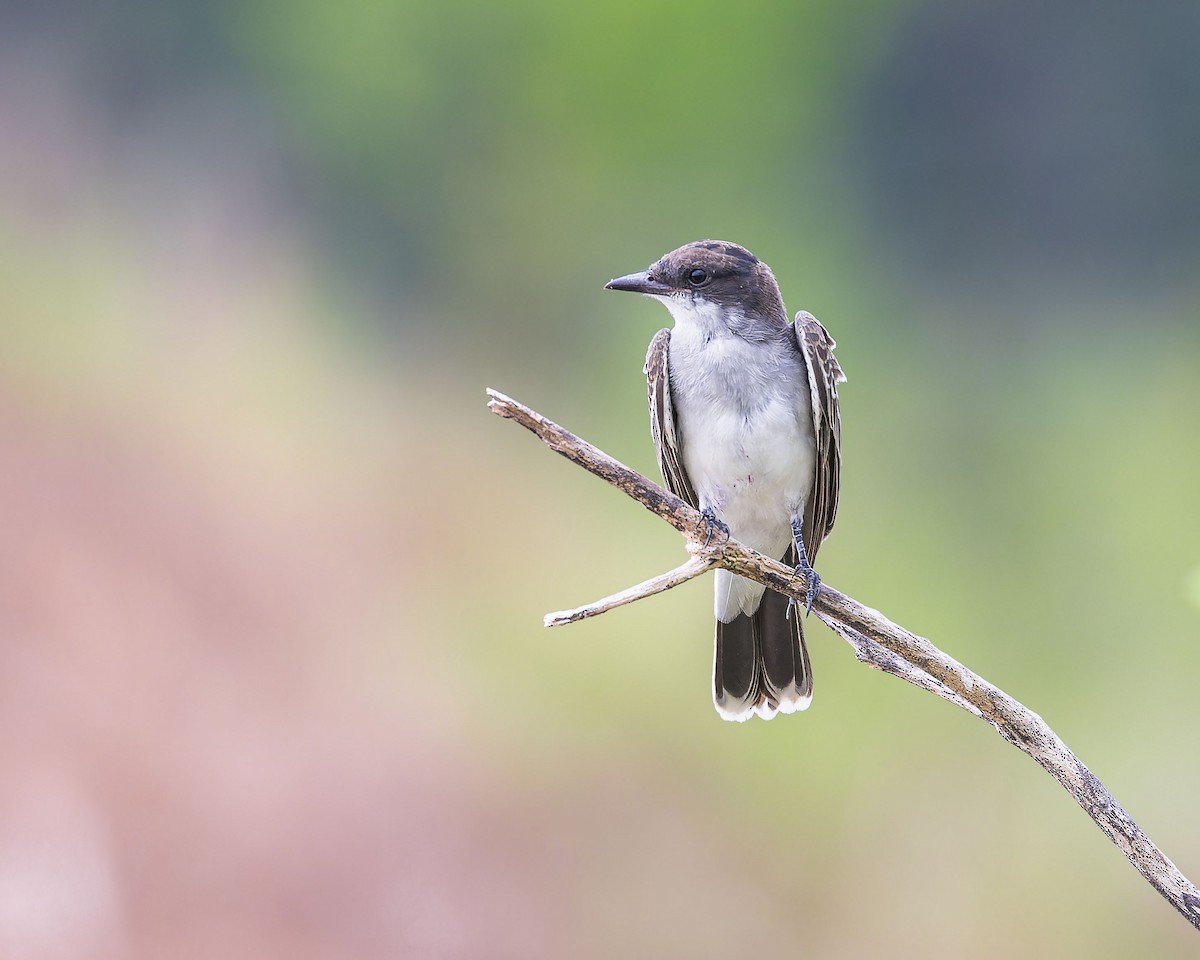 Eastern Kingbird - ML622748243