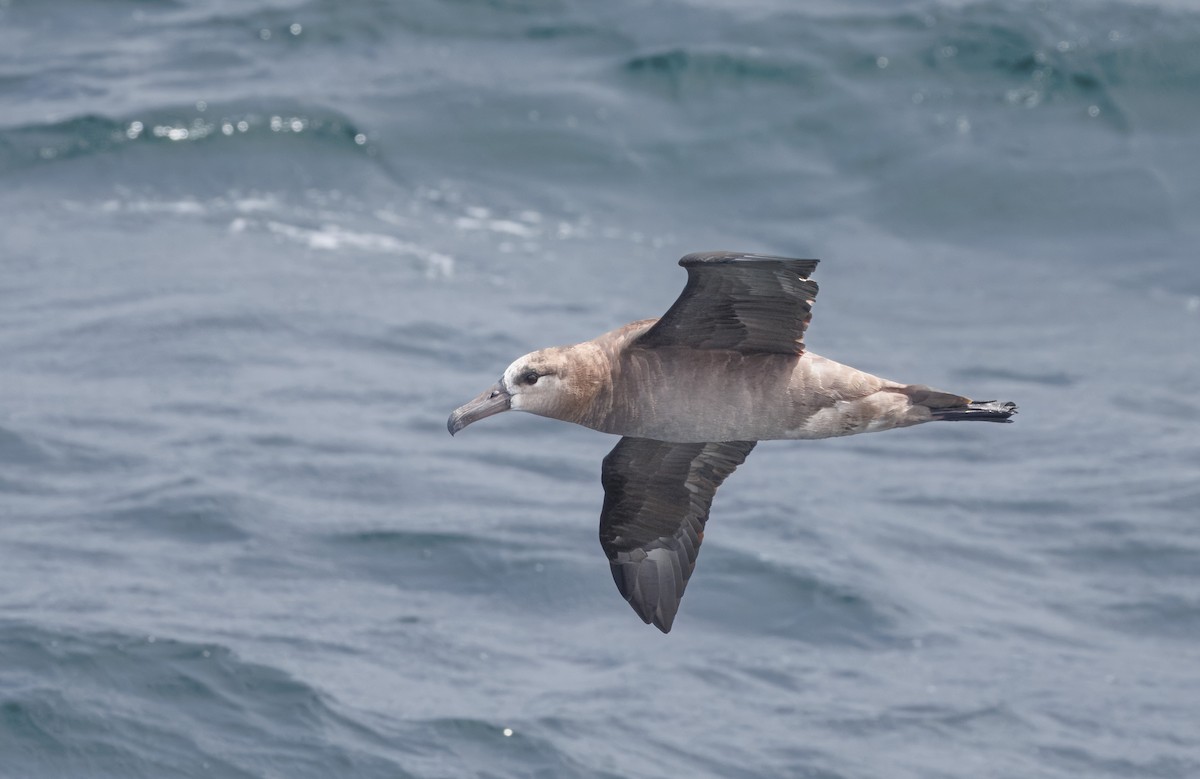 Black-footed Albatross - John Callender