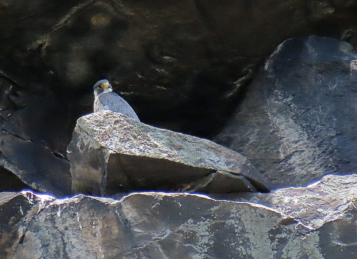 Peregrine Falcon - ML622748301