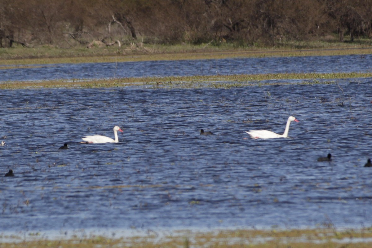 Coscoroba Swan - ML622748329