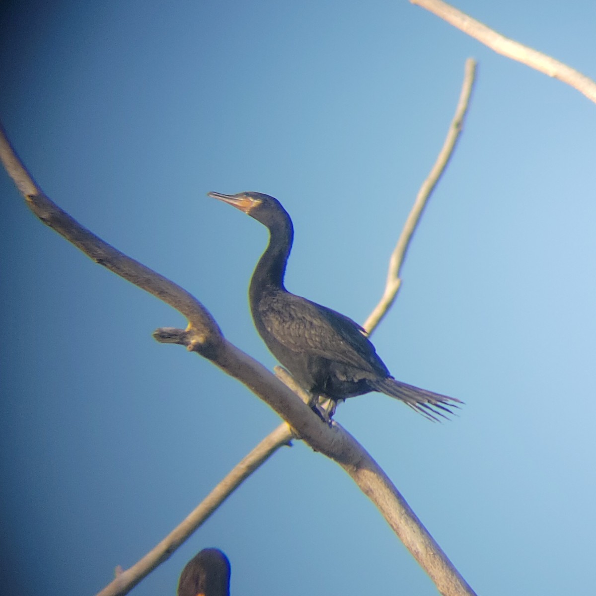 Neotropic Cormorant - ML622748391