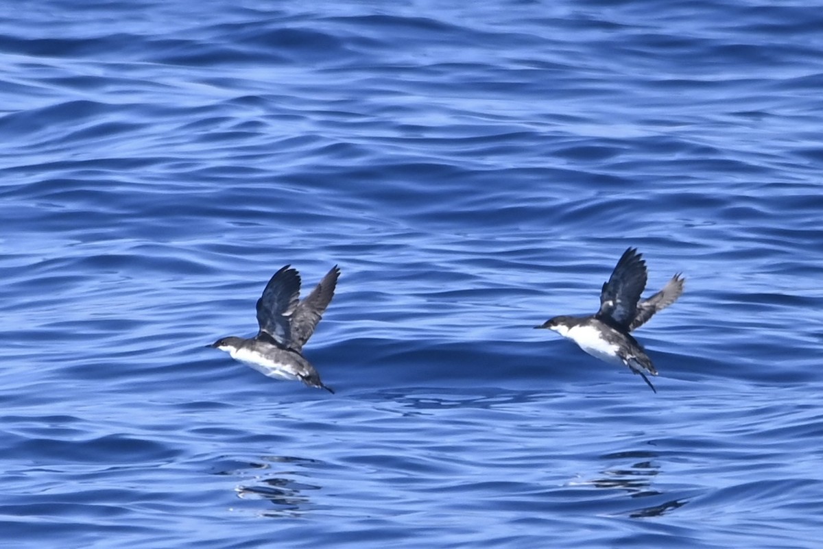 Craveri's Murrelet - ML622748397