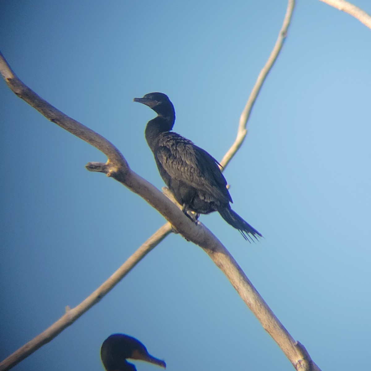 Neotropic Cormorant - ML622748404