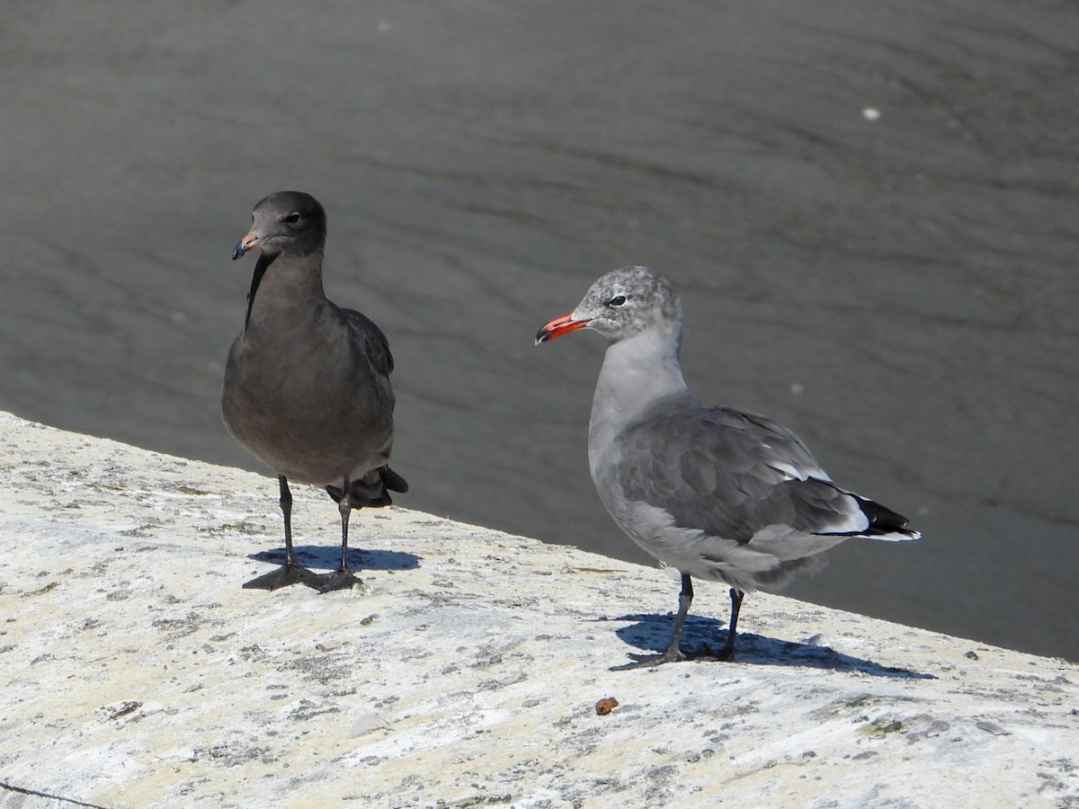 Heermann's Gull - Jack Pauw