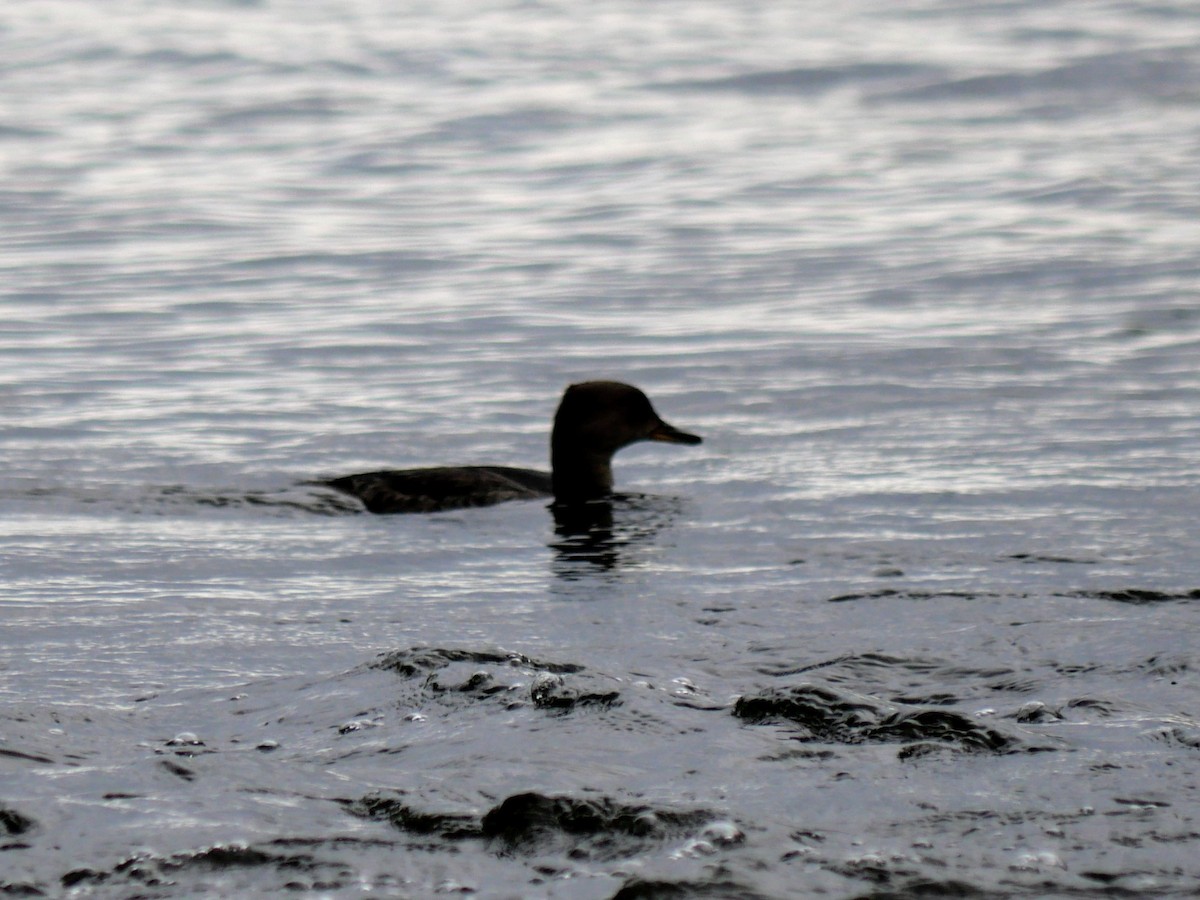 Hooded Merganser - Cécile Charlton