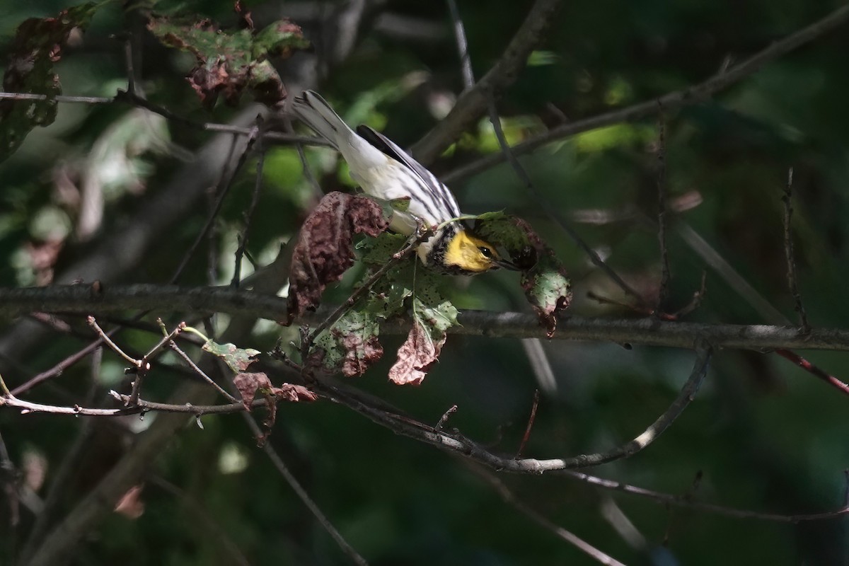 Black-throated Green Warbler - ML622748474