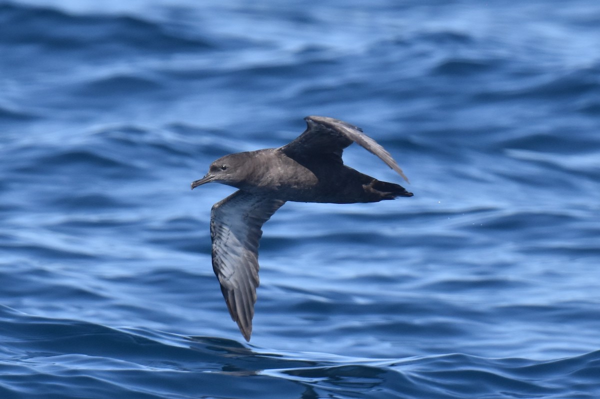 Sooty Shearwater - Naresh Satyan