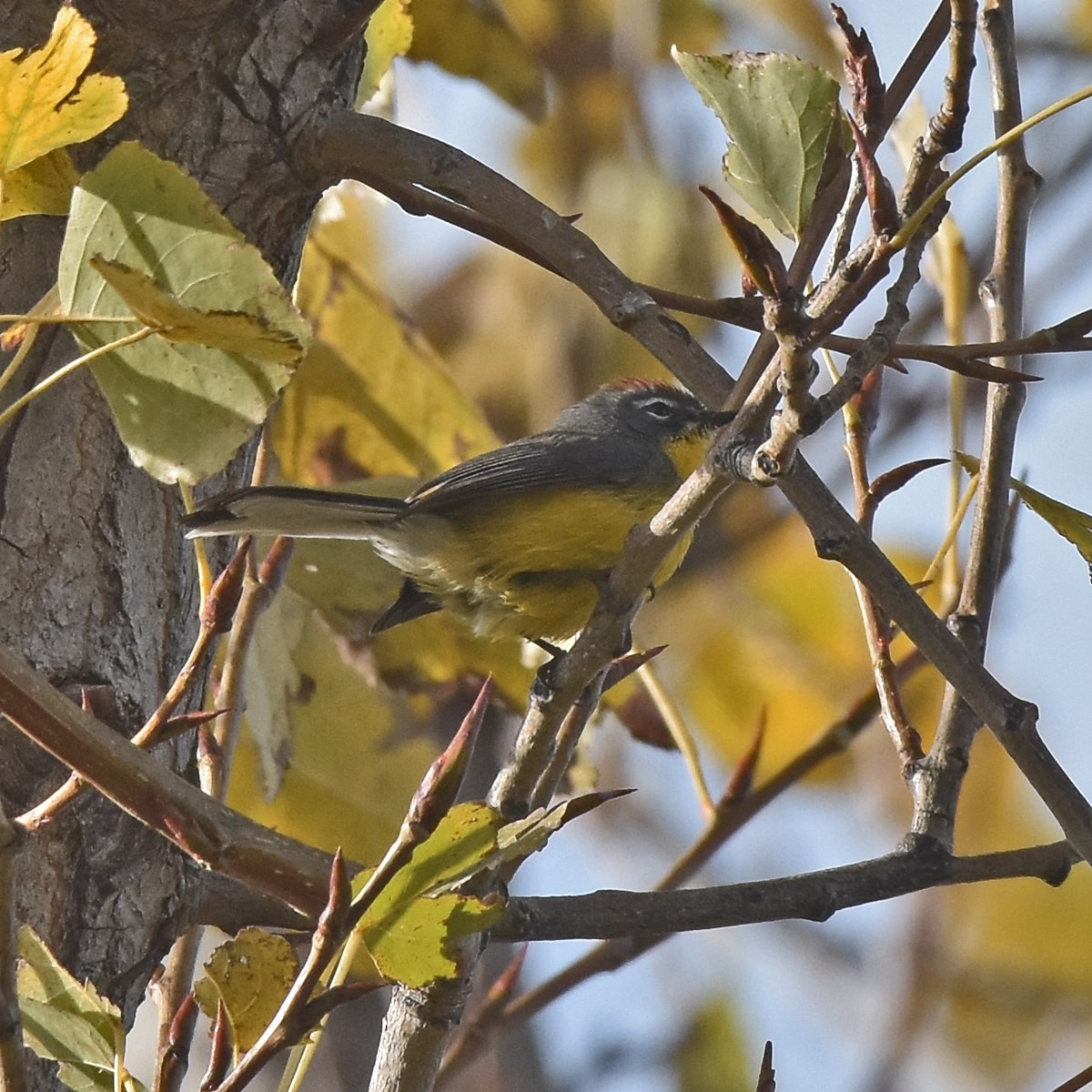 Brown-capped Redstart - ML622748545