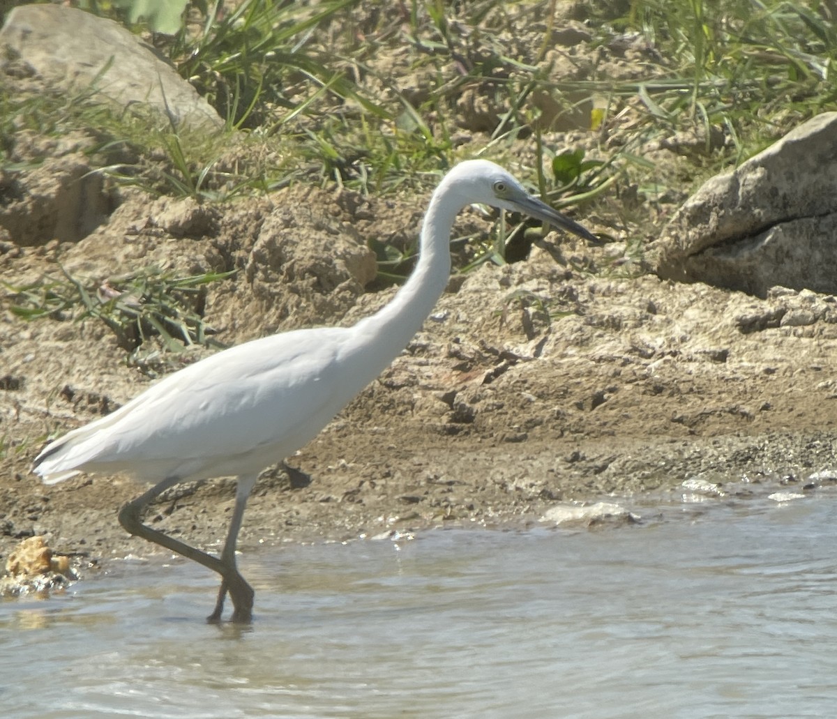 Little Blue Heron - ML622748581