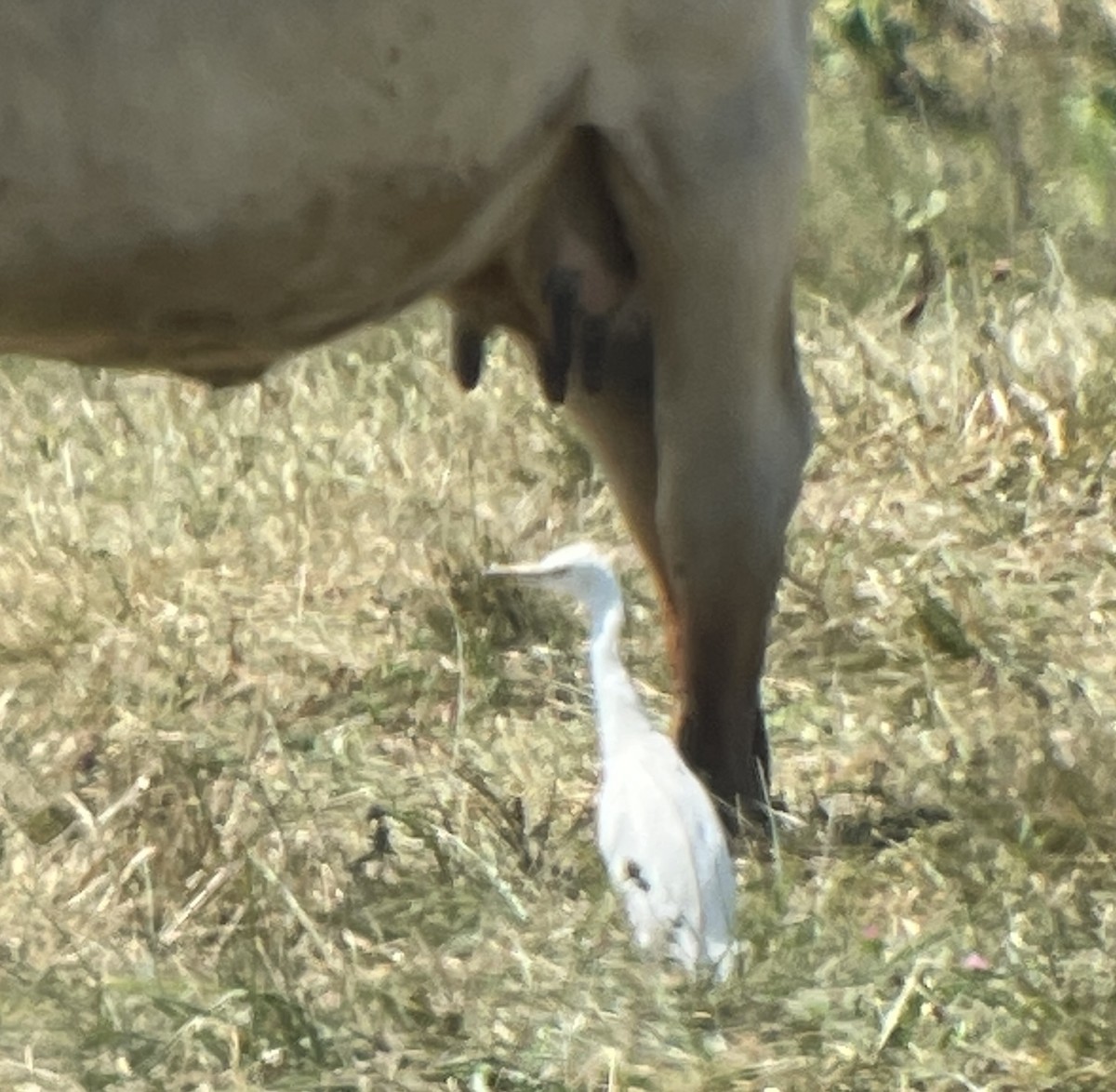 Western Cattle Egret - ML622748588