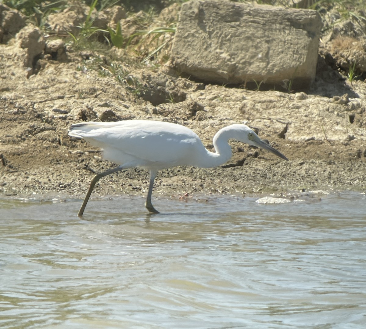 Little Blue Heron - ML622748597