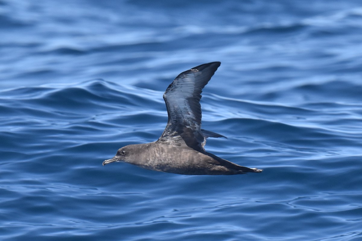 Sooty Shearwater - Naresh Satyan