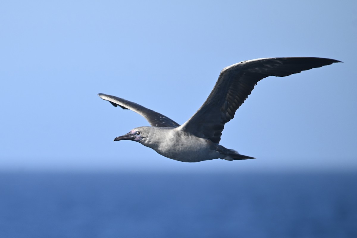 Red-footed Booby - Alex Castelein