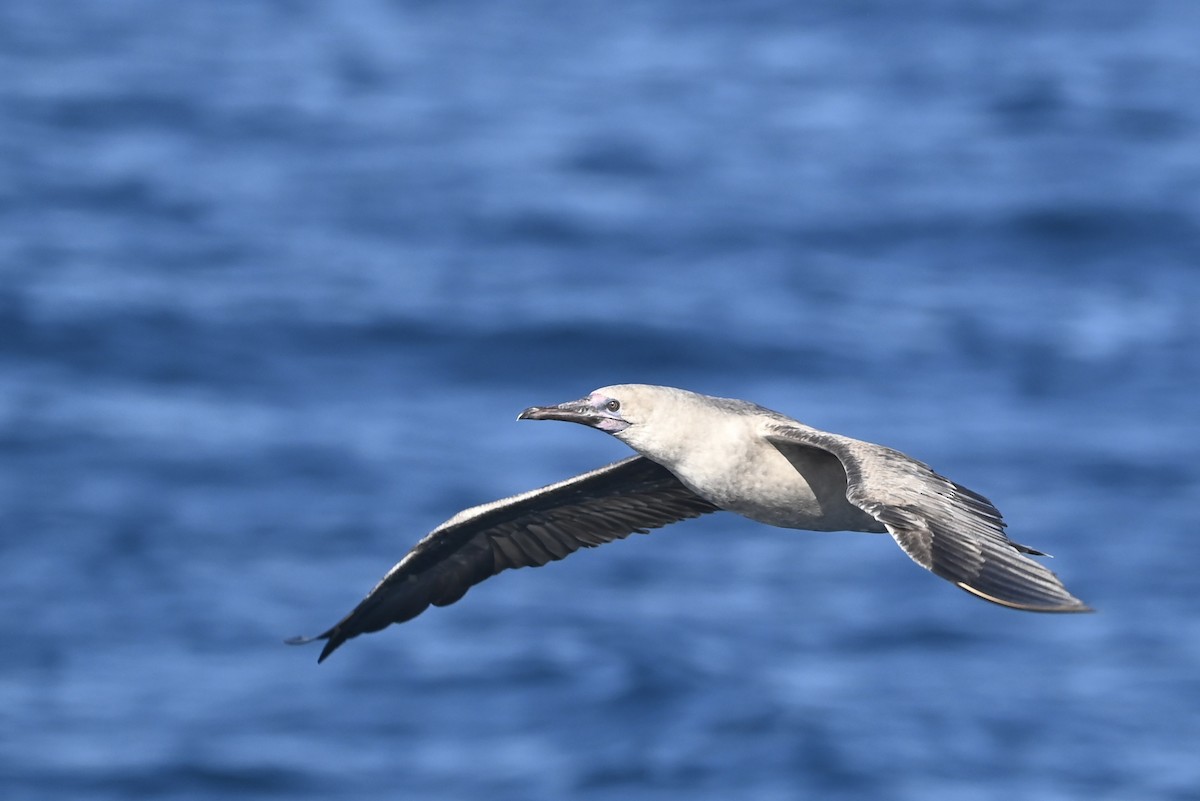 Red-footed Booby - ML622748650