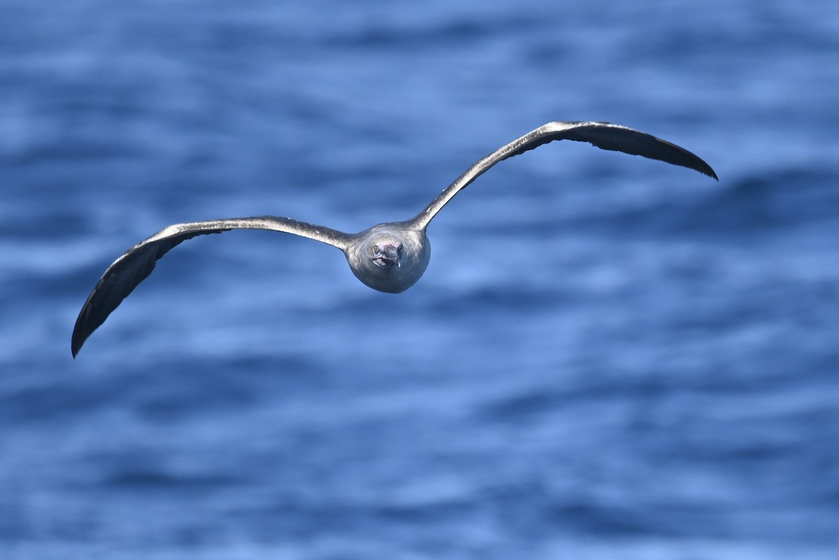 Red-footed Booby - ML622748651