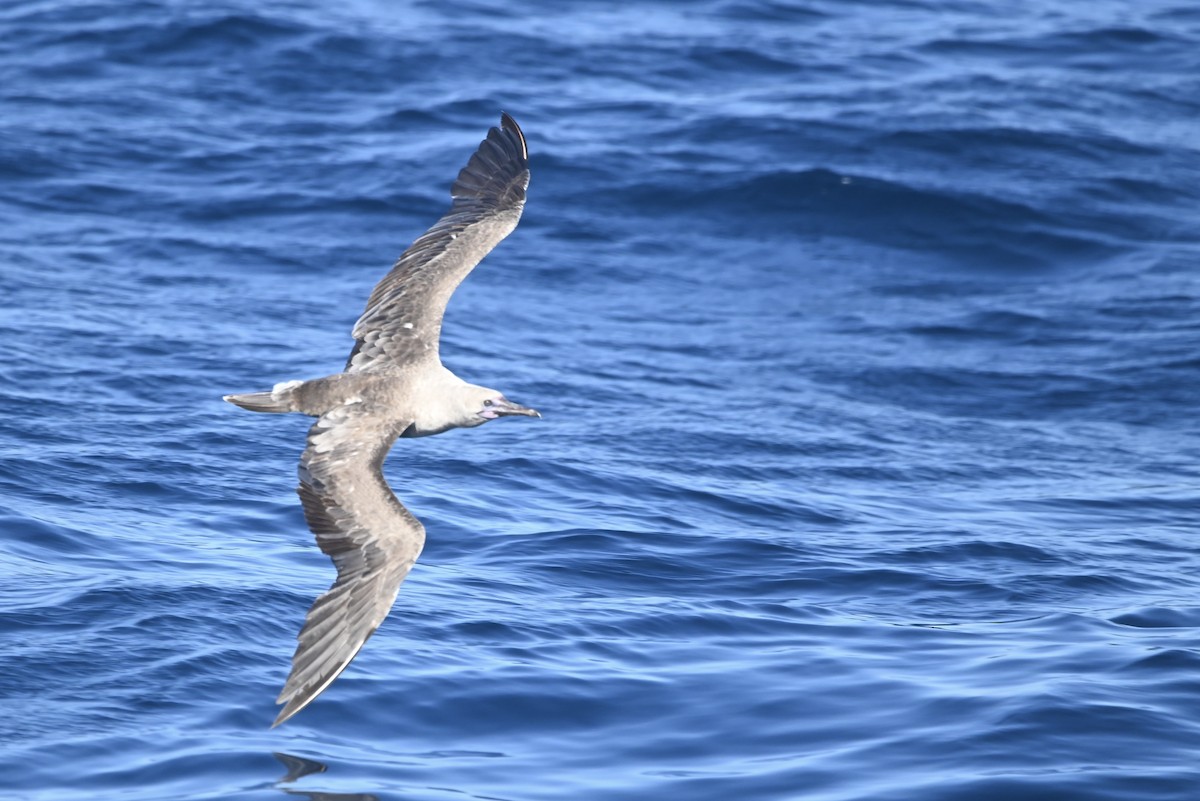 Red-footed Booby - ML622748652