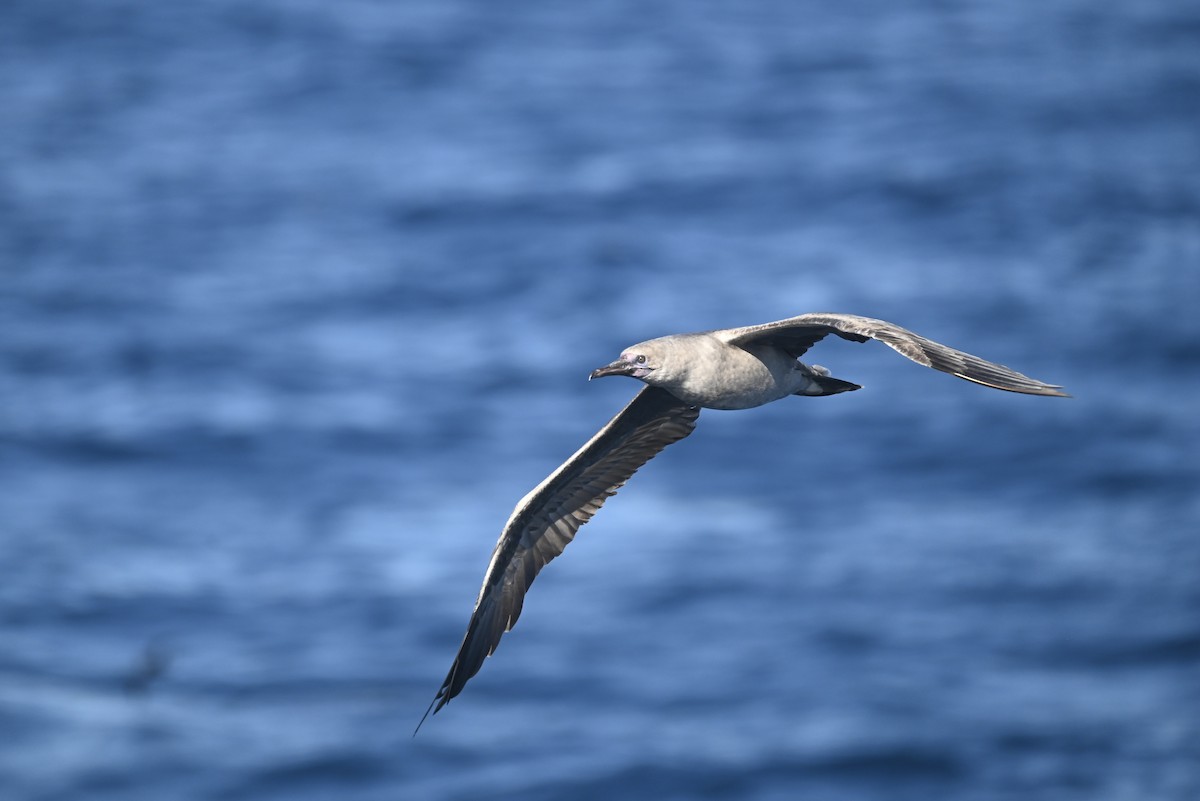 Red-footed Booby - ML622748653