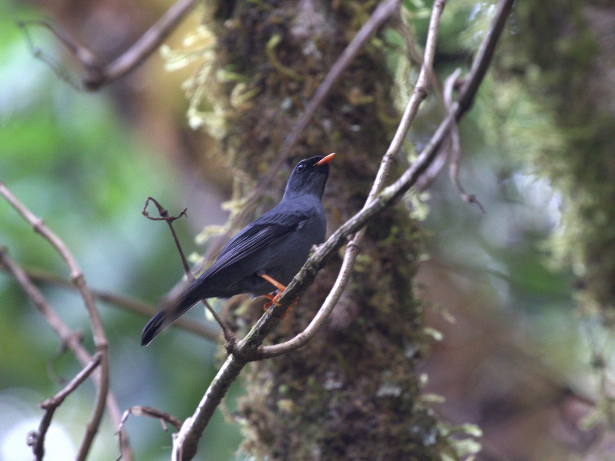 Solitario Carinegro - ML622748656